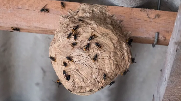 Comment enlever un nid de frelon ?